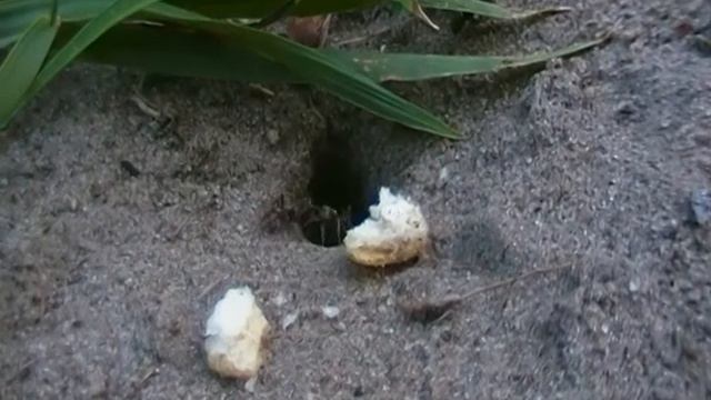 Муравьи любят печеньки смотреть онлайн