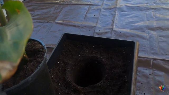 Entry Way/Patio Planter Ideas| Transplanting Bird Of Paradise | Periwinkle Planting