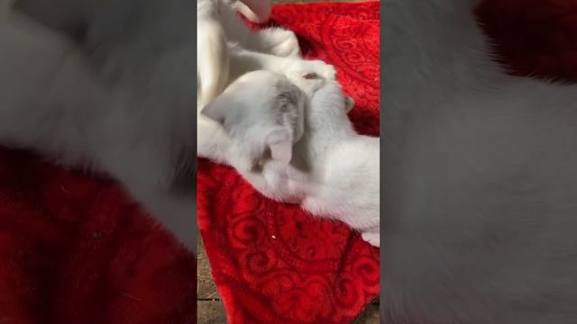 Шотландские белые котята продаются смотреть онлайн