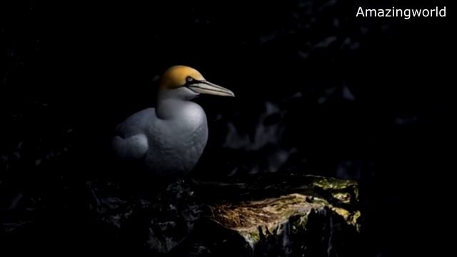 Лучшие фото птиц с конкурса Bird Photographer of the Year. смотреть онлайн