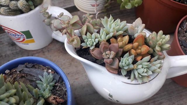 suculentas plantadas na xícaras sem furo ven ver como que elas estão🌹🍀 смотреть онлайн
