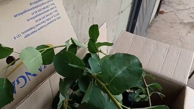 Ирга канадская от Батьків сад, 7 сортов смотреть онлайн