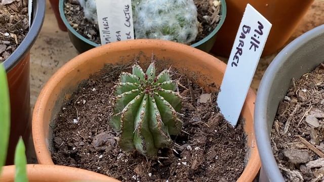 ?Golden Torch, Golden Crested Saguaro, and Milk Barrel Cacti? смотреть онлайн