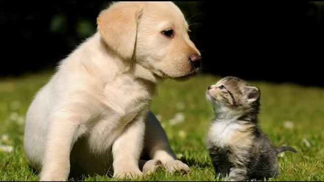 Животные кошки и собаки | Почему Кошки не дружат с собаками? смотреть онлайн