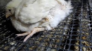 Бройлер упал на ноги что делать ? лечение  Выращивание бройлеров Слава в теме