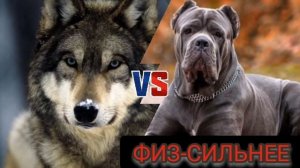 ВОЛК ПРОТИВ КАНЕ КОРСО-КТО ПОБЕДИТ?!//A.B.B//