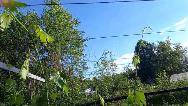 нормировка гроздями подавление жадности смотреть онлайн