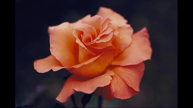blooms [HD] смотреть онлайн