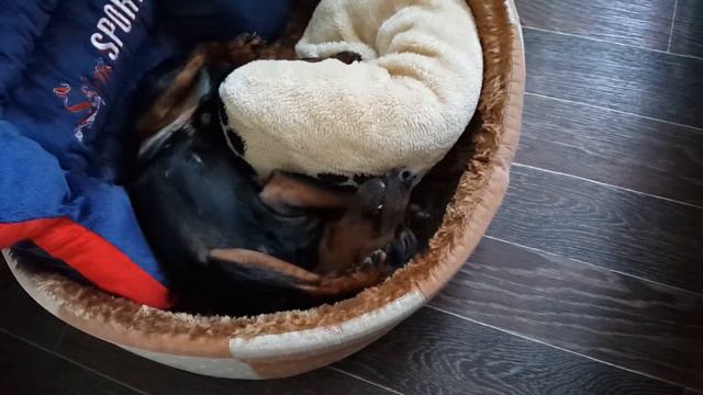Просыпашки - умывашки! смотреть онлайн