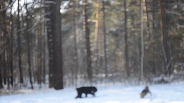 День терьера лес8 смотреть онлайн