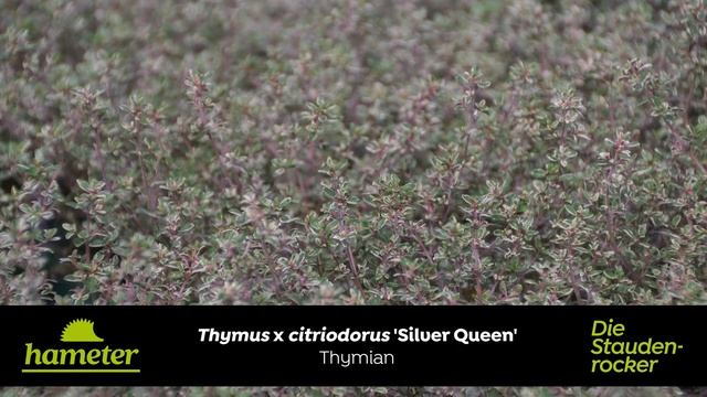 Thymus x citriodorus 'Silver Queen' - Thymian смотреть онлайн