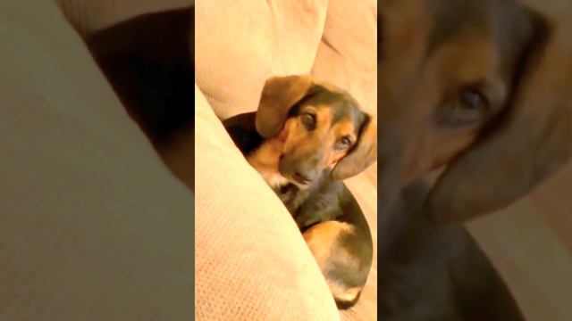 Basset Hound mixed with German Shepherd смотреть онлайн