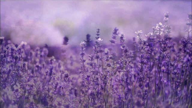 The Lavender Fields of Provence: A Guided Sleep Story and Meditation (adults, long, escape anxiety) смотреть онлайн