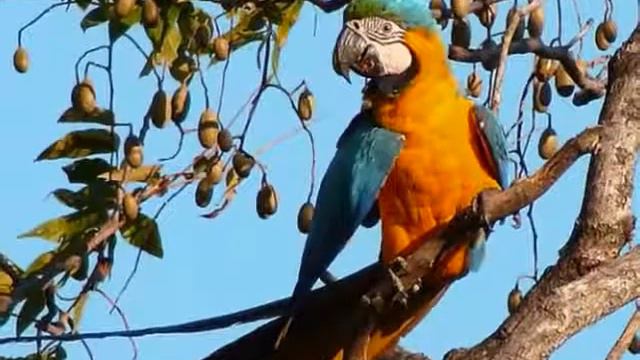 Som de arara cantando смотреть онлайн