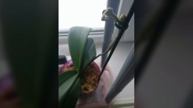 Полив орхидей фаленопсис смотреть онлайн