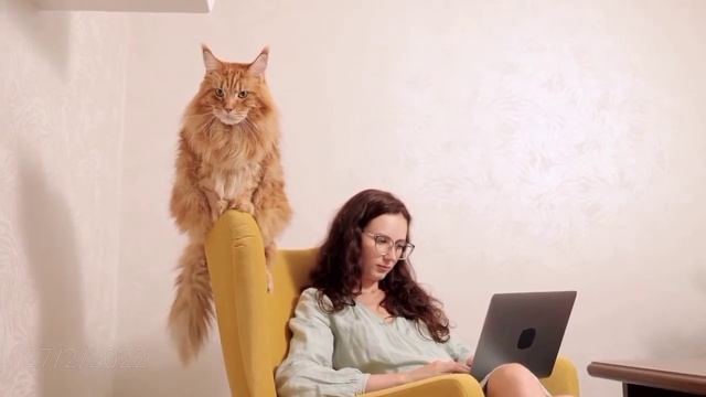 cute cat смотреть онлайн