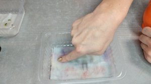 Самый надёжный способ проращивания семян ПЕЛАРГОНИИ (герани)