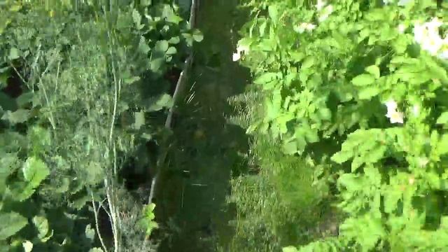 Пробная копка картофеля в июле 2019г Кострома смотреть онлайн