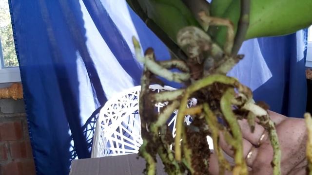 Хочешь ТОЛСТЫЕ ЖИРНЫЕ корни САЖАЙ в ЭТО/ Пересадка орхидеи ИНТРИГА фаленопсис на фитиль смотреть онлайн