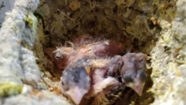 Канарейки,проблемы уходят.Не хитрые приёмы помогут начинающим канароводам. canary breeding смотреть онлайн