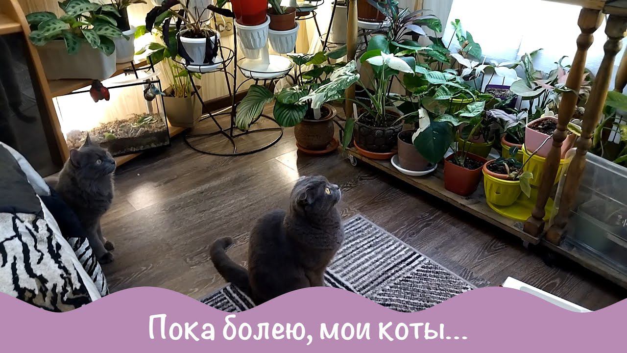 Мои больничные будни. Цветы и питомцы.