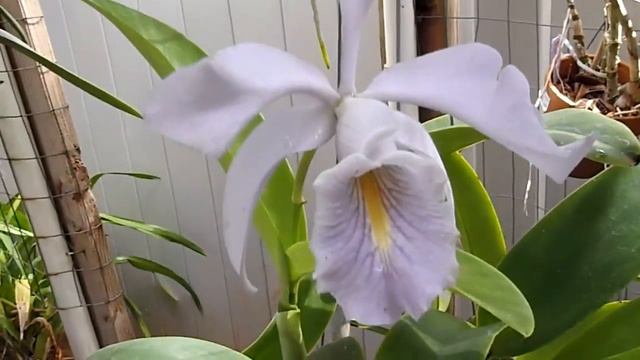 C. maxima v. coerulea with long roots! смотреть онлайн