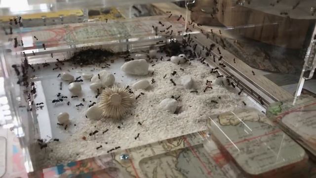 Муравьи-жнецы, год спустя. Кормлю тараканом и рассказываю о численности колонии смотреть онлайн