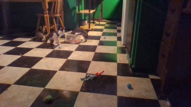 July 28, 2018 Diva's babies. Harmony Tranquility taking toys out of toy box смотреть онлайн