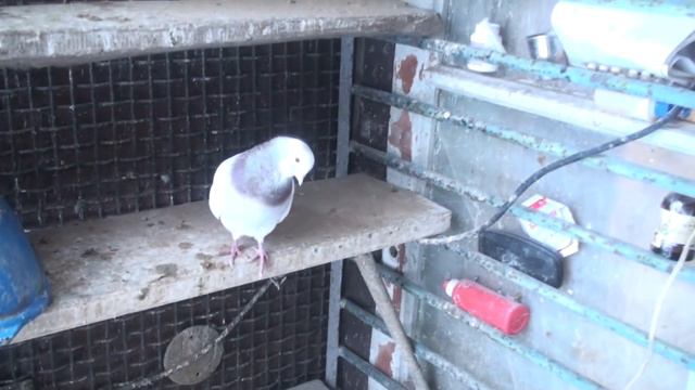 Начинаю подготовку выводного сезона. смотреть онлайн