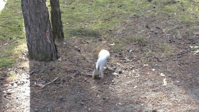 Белка и ее повадки | Squirrel and its habits смотреть онлайн