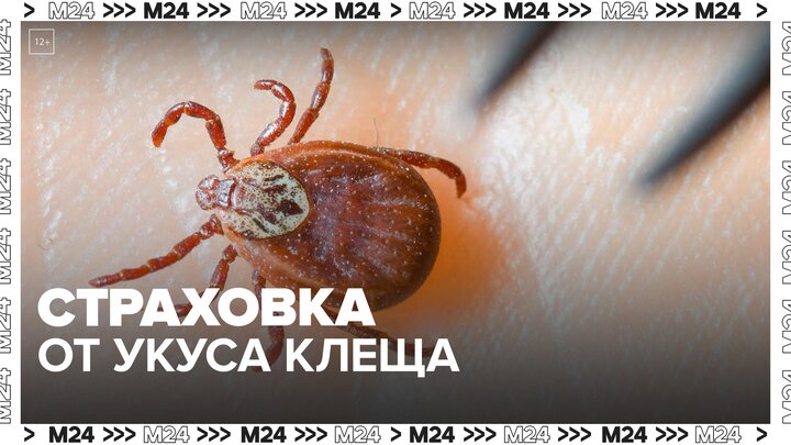 Специалисты объяснили детали страхования от укуса клеща — Москва 24 смотреть онлайн