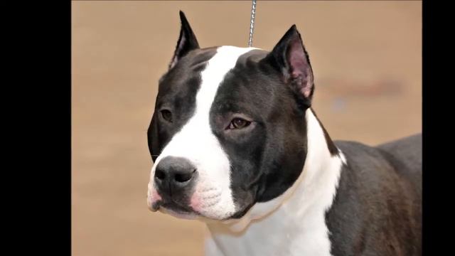 American Staffordshire Terrier Dog History, Personality, Health, Care смотреть онлайн