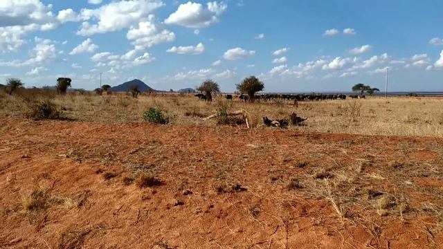 Сафари в кенийском национальном парке Восточный Цаво смотреть онлайн