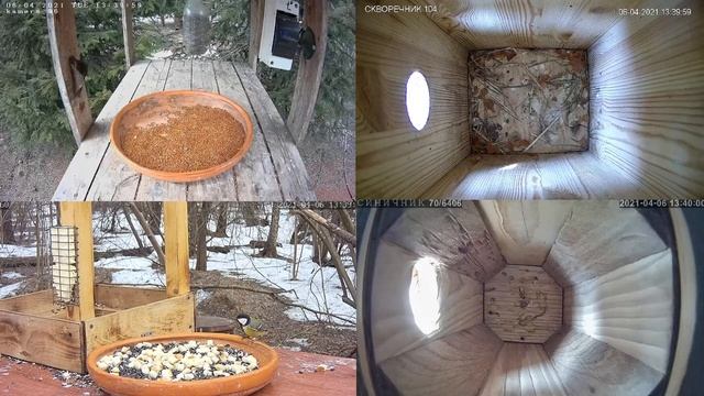 Онлайн-трансляция - 6.04.2021 года. Калуга/Live bird feeder cam, Russia смотреть онлайн
