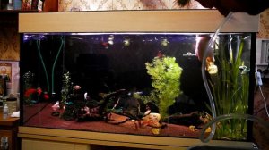 Аквариум 100 литров