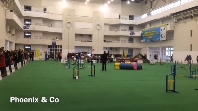 Выставка собак в Киеве. Аджилити. 2017 смотреть онлайн