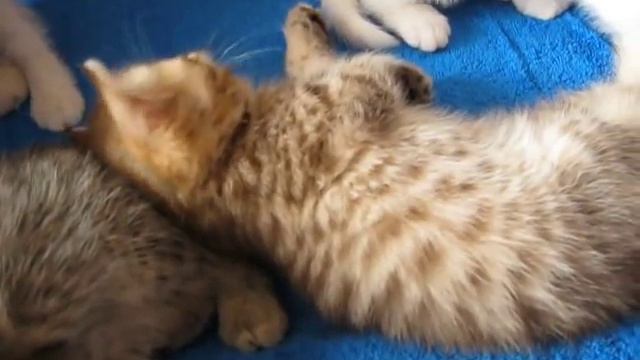 Эля+5 смотреть онлайн