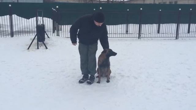 Дрессировка Малинуа (Бельгийской овчарки) смотреть онлайн