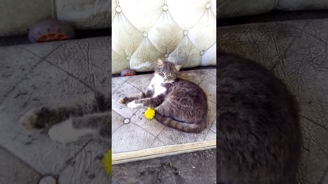 Вот почему кошки любят спать... Cats ? СМЕШНЫЕ КОШКИ 2021 смотреть онлайн