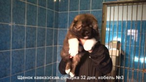 Питомник Кавказских овчарок. Щенки кавказской овчарки. www.r-risk.ru +7 9262205603 Татьяна Ягодкина