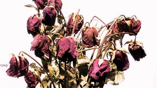 431. Дмитрий Прянов - Увядшие Цветы. РОЗЫ УГАДАЛИ, ЧТО НЕ ЛЮБИШЬ ТЫ МЕНЯ... смотреть онлайн