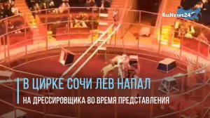 В цирке Сочи лев напал на дрессировщика во время представления