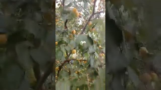 Абрикос Триумф Севера смотреть онлайн