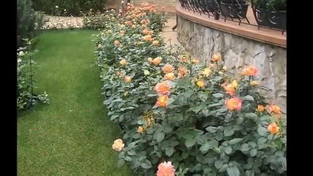 Розы на даче, или как украсить дачу розами смотреть онлайн