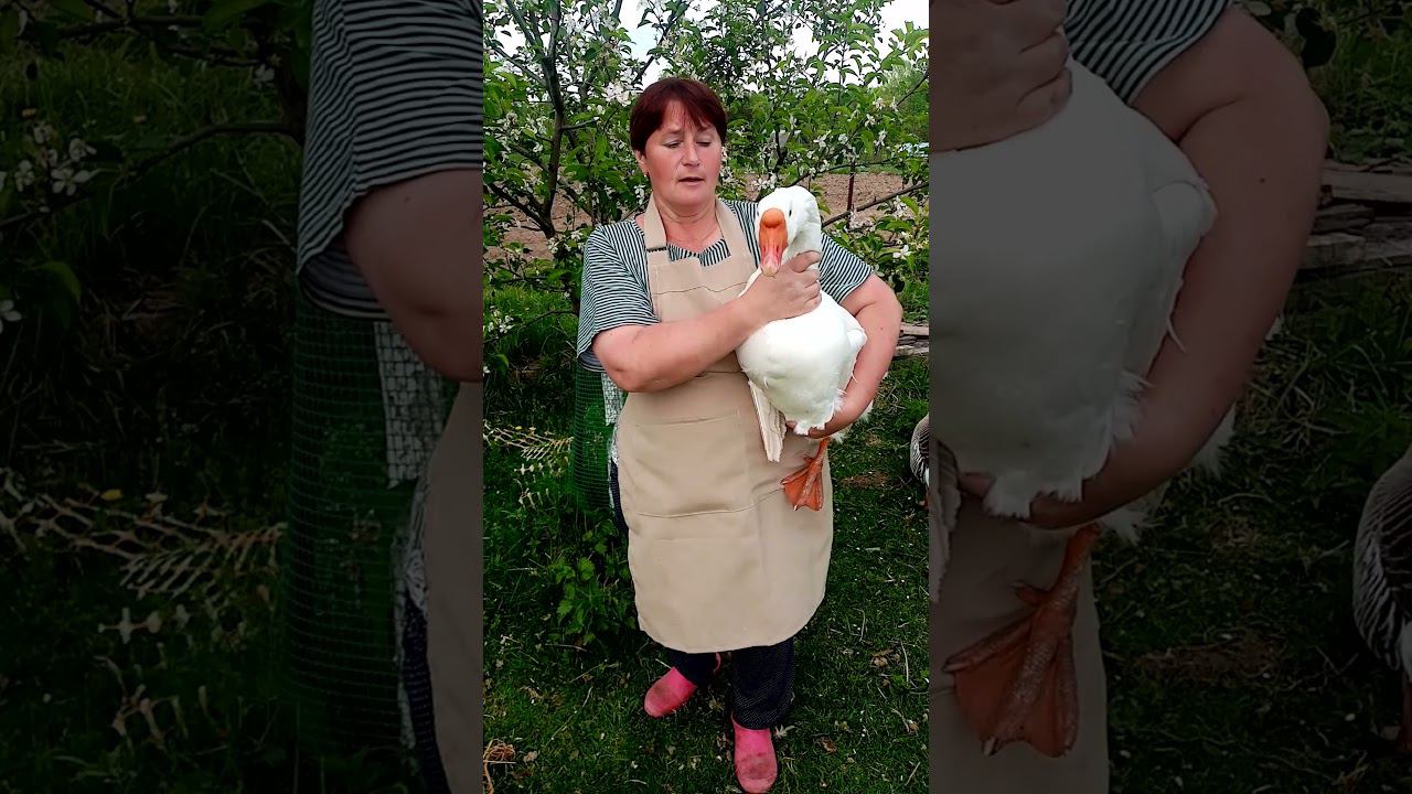 ЛИНДА - самый дружелюбный гусь. смотреть онлайн