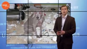 Как бороться с соседскими собаками? ОТВ | Юрист | Челябинск