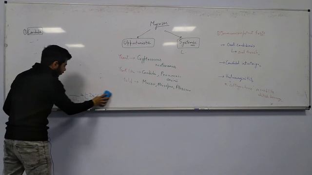 Candida | Cryptococcus Neoformans | Opportunistic Mycoses | Mycology | Microbiology