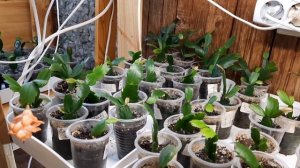 Мои секреты выращивания декабристов./ My secrets of growing a shlumbergera.