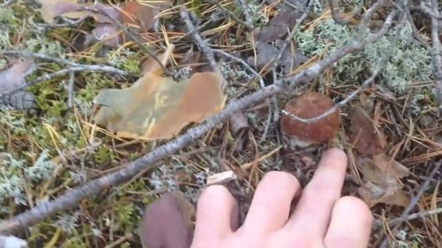 Сороковой бор, дуплет смотреть онлайн