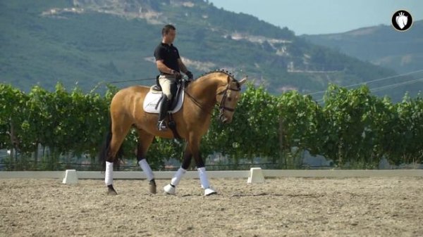 Horse for Sale |  Massively talented buckskin Lusitano gelding - AA friendly (REF#751)